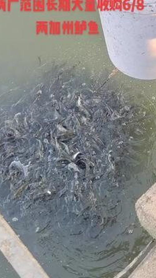 专业水产养殖 红盛水产诚收6-8两加州鲈鱼